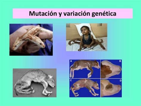 Mutacion Y Variaciongenetica