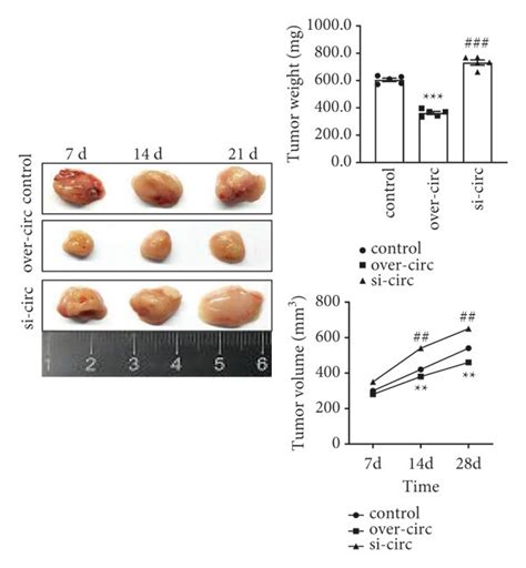 Hsa Circ Overexpression Inhibited Tumor Growth In Vivo A