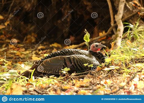 Ferns Laying Down Stock Photos Free And Royalty Free Stock Photos From