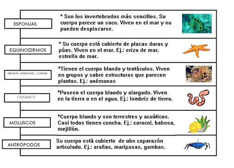 Soporte Homeschool: Invertebrados - clasificación