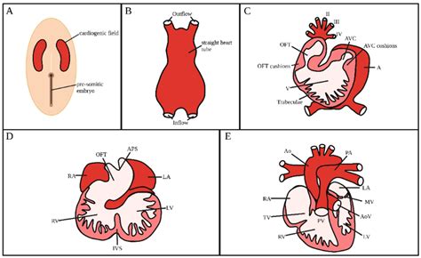 Jcdd Free Full Text Effect Of Blood Flow On Cardiac Morphogenesis