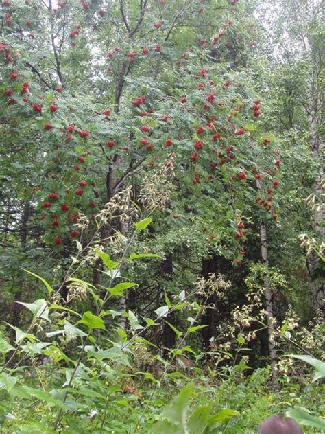 Mountain Ash Tree, Pictures of Sorbus aucuparia