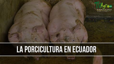 Como Implementar El Negocio De La Porcicultura TvAgro Por Juan Gonzalo