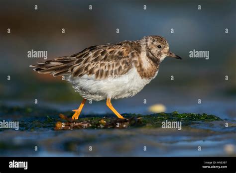 Ruddy Turnstone Arenaria Interpres Running Between Aquatic Plants In