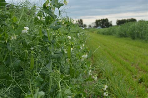 Field Peas - Varieties - Alberta Pulse Growers