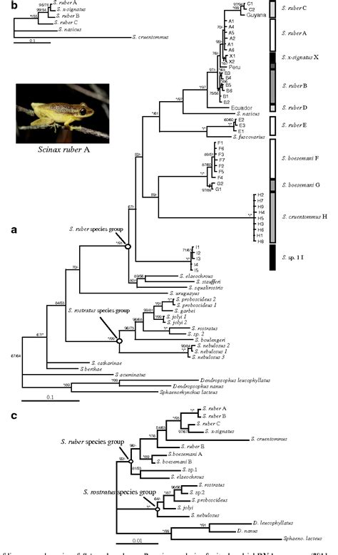 Figure 2 From Revealing Cryptic Diversity Using Molecular Phylogenetics