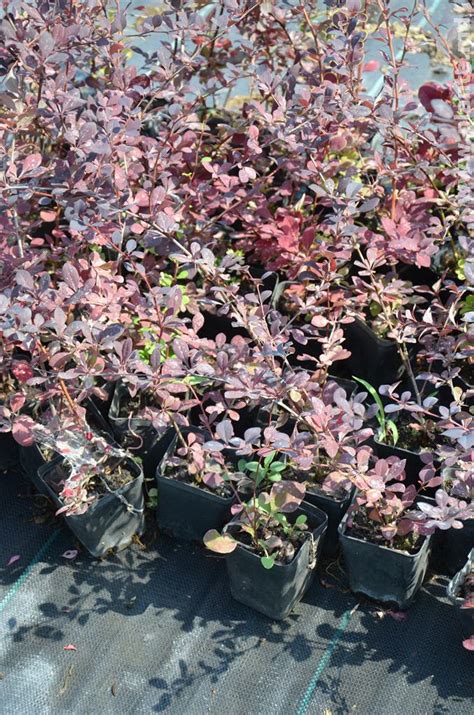 Купить Барбарис тунберга Атропурпуреа. Berberis thunbergii Atropurpurea ...