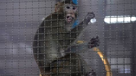 Plan For 400 Million Monkey Breeding Facility In Southwest Georgia