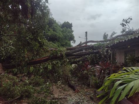 Temporal derruba mais de 50 árvores e causa transtornos em João Pessoa