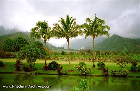 3 Palms – The Friedman Archives – Stock Photo Images by Gary L. Friedman