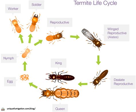 Understanding the Termite Life Cycle: Stages, Reproduction, and Behavior