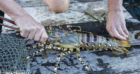 Lobster Farming - From Ocean to Plate | Discover Nha Trang