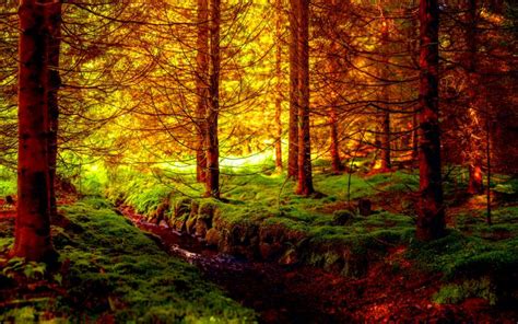 HD Golden Forest Wallpaper | Download Free - 59975