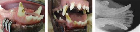 Common Dental Cases Veterinary Dental Services Dental Vets