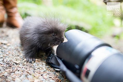 Adventures of a baby porcupine