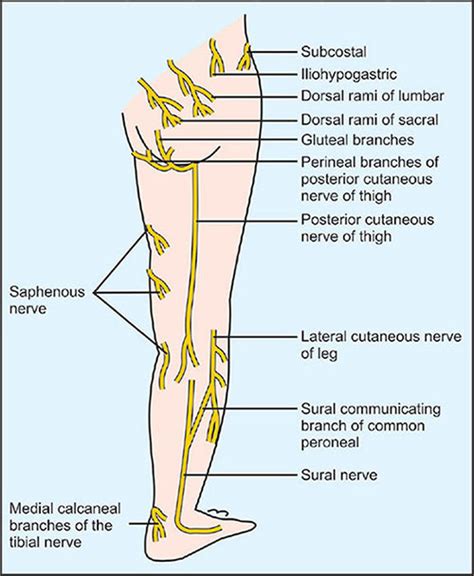 Lateral Femoral Cutaneous Nerve Dermatome