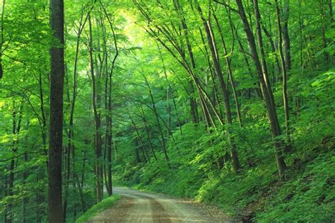 Free picture: road, forest, landscape, leave, roadway, trail