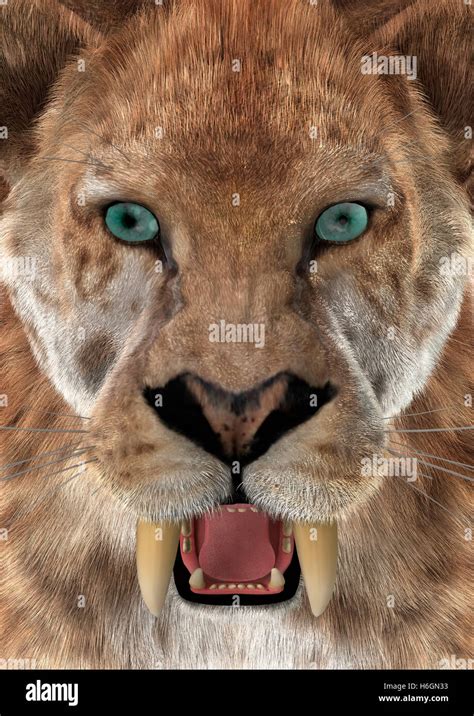 3d Rendering Of A Head Of A Saber Toothed Tiger Or Smilodon Closeup