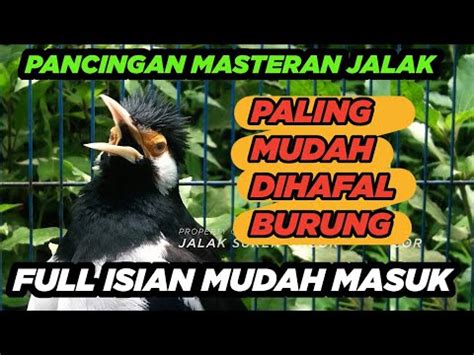 BURUNG JALAK SUREN GACOR ISIAN JUARA Paling Gampang Masuk Untuk