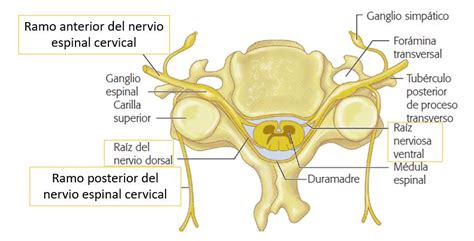 Nervios Cervicales O Nervios Raqu Deos Cervicales Dolopedia