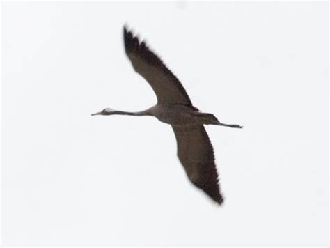 Журавель сірий (Grus grus)
