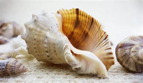 Do Conch Shells Grow Read This First For Fish Lovers