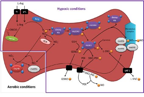 Figure From Role Of Erythrocytes In Nitric Oxide Metabolism And