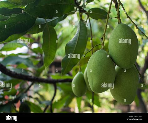 Ripening Mango Stock Photos And Ripening Mango Stock Images Alamy