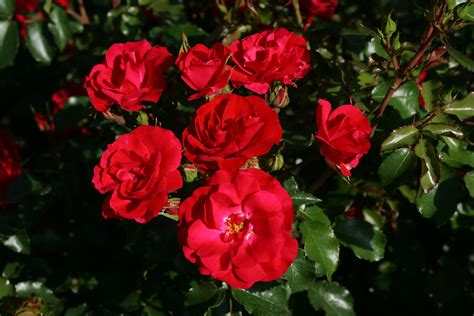 Rosa Rotilia - Zeelandplant