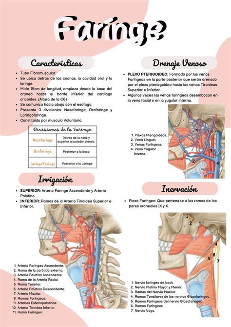 Resumen Larínge Farínge y Tráquea Anatomía médica Anatomia y