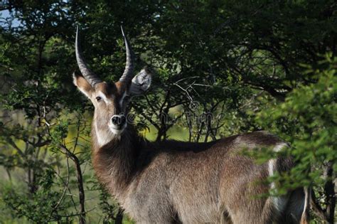 Waterbuck stock image. Image of sanctuary, waterbuck - 24533261