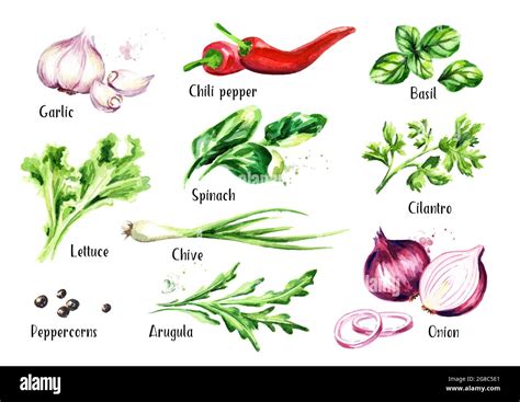 Fresh Salad Herbs And Spices Set Watercolor Hand Drawn Illustration