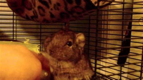 All My Degus Requested By Thexwizzyz Youtube