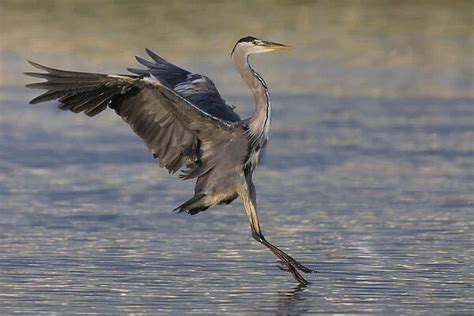 Postcard Of Grey Heron In Flight Ardea Cinerea Italy