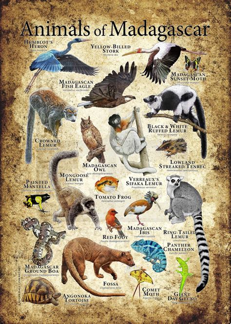 Animals of Madagascar Poster Print - Etsy