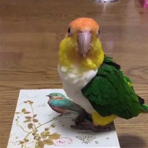 A Colorful Bird Sitting On Top Of A Piece Of Paper