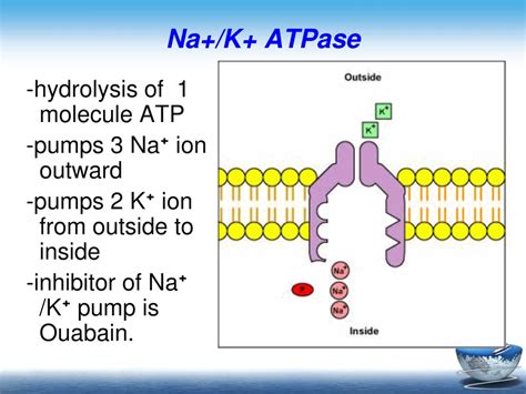 Ppt Chapter 2 Basic Function Of The Cell Powerpoint Presentation Free Download Id 446465