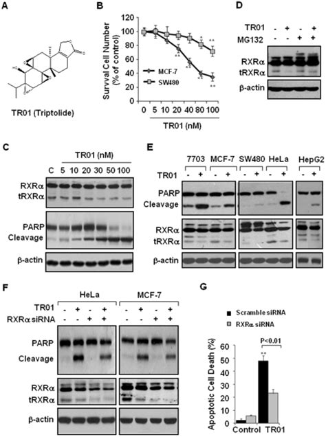 A The Chemical Structure Of Triptolide B Growth Inhibitory Effect