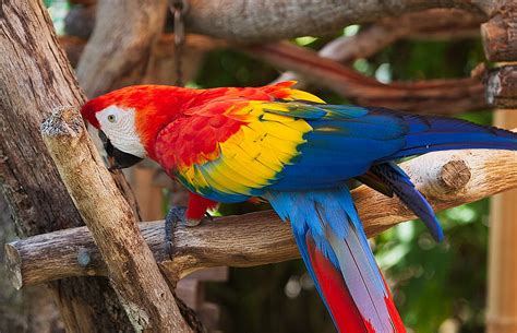 Bird Nature Forest Parrot HD Wallpaper Pxfuel