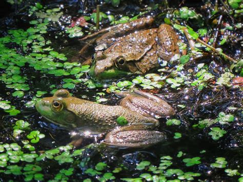 Can You ID The Frog? Bullfrog vs. Green Frog