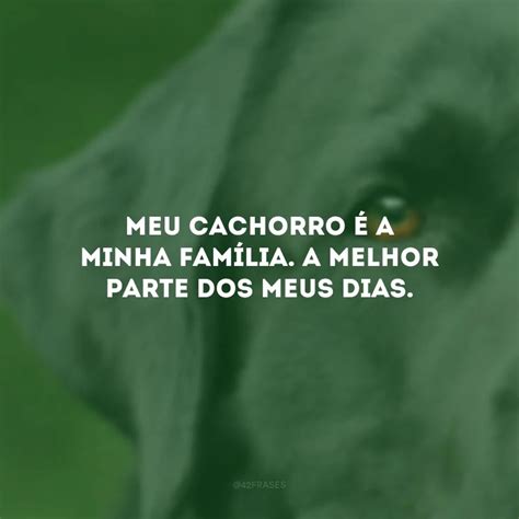 Frases De Amor Para Cachorro Que Enaltecem Seu C Opanheiro