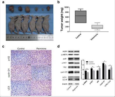 Peiminine Inhibits Gbm Growth In Vivo A U251 Xenograft Tumours In