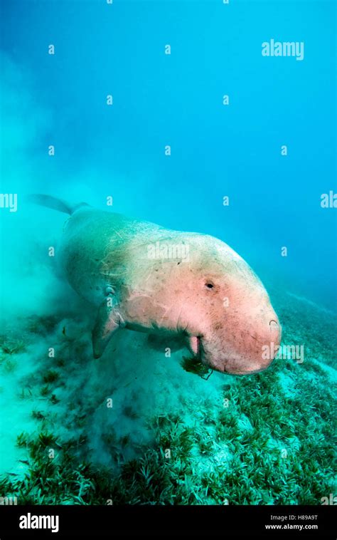 Dugong Dugon Fotos Und Bildmaterial In Hoher Aufl Sung Alamy