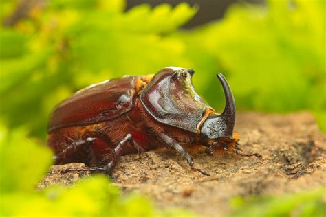 The European Rhinoceros Beetle Oryctes Nasicornis Img Flickr