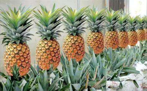 Jak P Stovat Ananas Doma Zvl Dne To Ka D Pokyny Pro Sd Len Prodivky