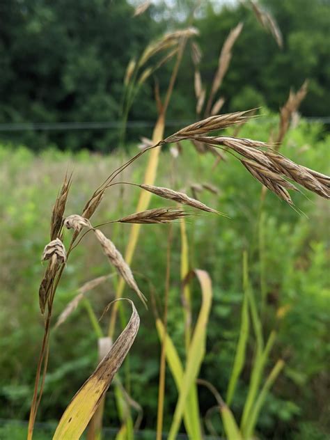 Sow Wild Natives-Hairy Woodland Brome (Bromus pubescens)