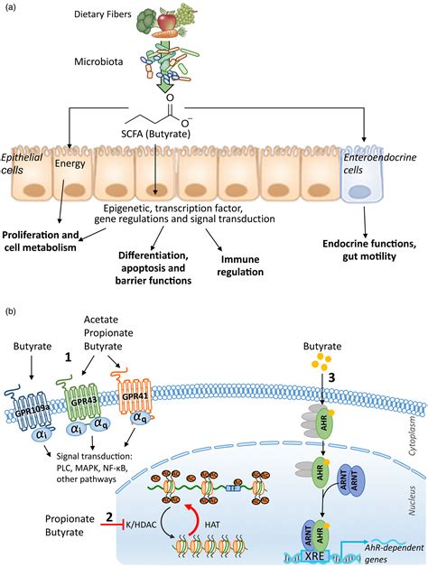 SCFA Mechanisms And Functional Importance In The Gut Proceedings Of