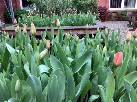 Freude Verschenken Tulpen F R Brot Eine Aktion Von Kindern F R