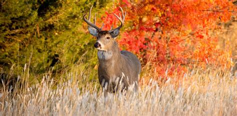 2021 Preliminary Nine Day Gun Deer Hunt Harvest Totals Onfocus