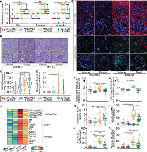 Frontiers Fisetin Reduces The Senescent Tubular Epithelial Cell